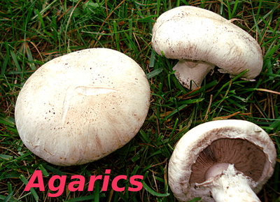 Agaric Champ�tre -- 01/02/15