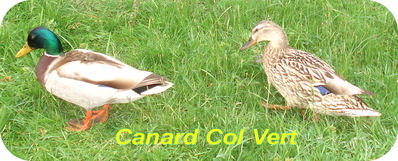 Canard -- 26/05/08