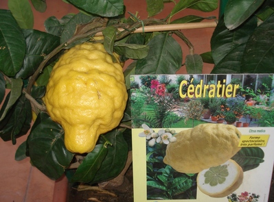 C�drat / C�dratier -- 11/04/11