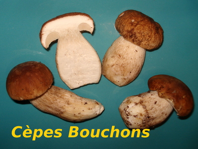 C�pes - Bouchons -- 02/12/13
