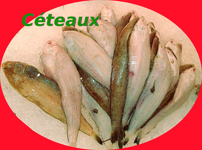 C�teau -- 22/06/14