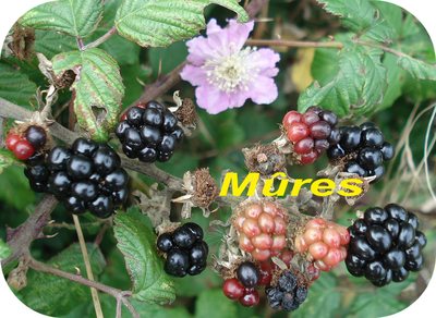 M�re -- 04/09/07