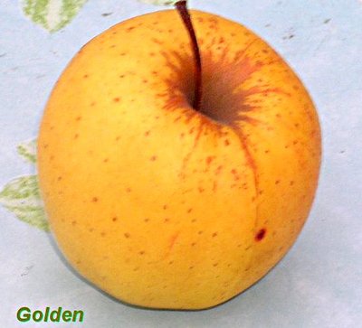 Pomme -- 14/05/11
