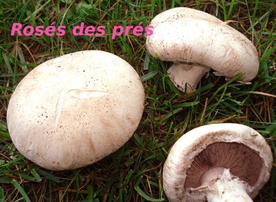 Ros� des pr�s -- 27/06/12