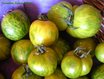 Tomate -- 07/01/07