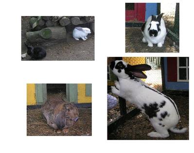 Lapin -- 17/07/07