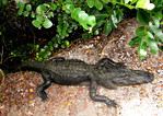 Alligator -- 03/08/15