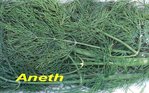 Aneth -- 17/02/08