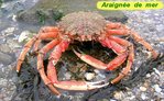 Araign�e de mer -- 03/01/07