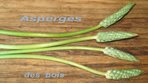 Asperge des Bois -- 31/05/08
