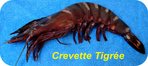 Crevette Tigr�e -- 30/07/07