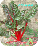 Poir�e -- 28/04/08