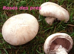 Ros� des pr�s -- 27/06/12