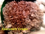 Sparassis cr�pu -- 17/09/12